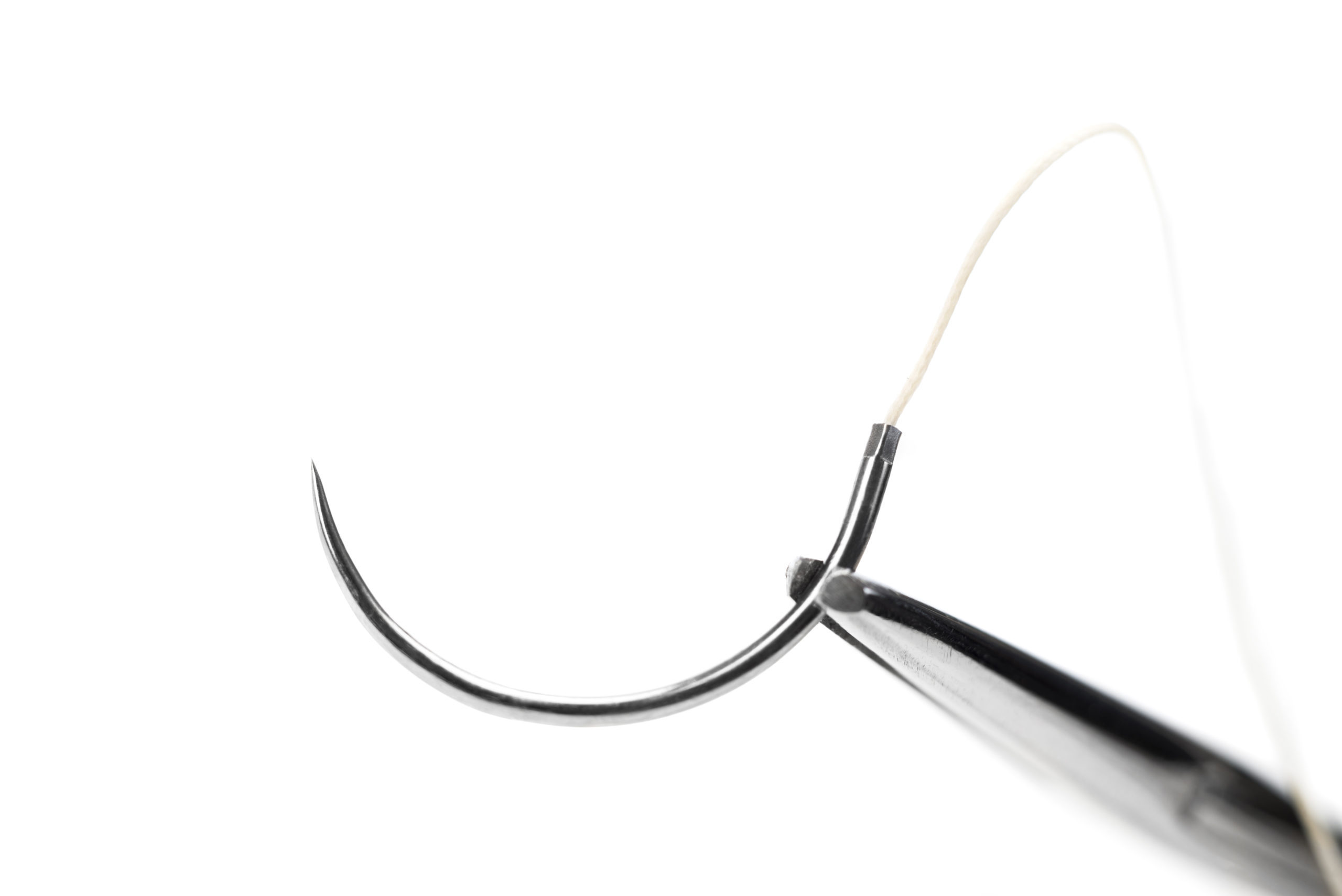 A suture needle with 2-0 synthetic adsorbable thread, being held by Kelly Forceps agaisnt a white background